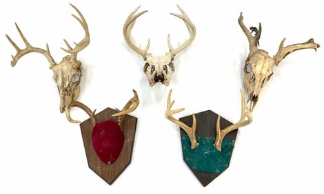 (5) Whitetail Deer Skull Taxidermy and Mounted Antlers on Plaque