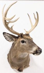 9-Point Whitetail Deer Shoulder Mount Taxidermy