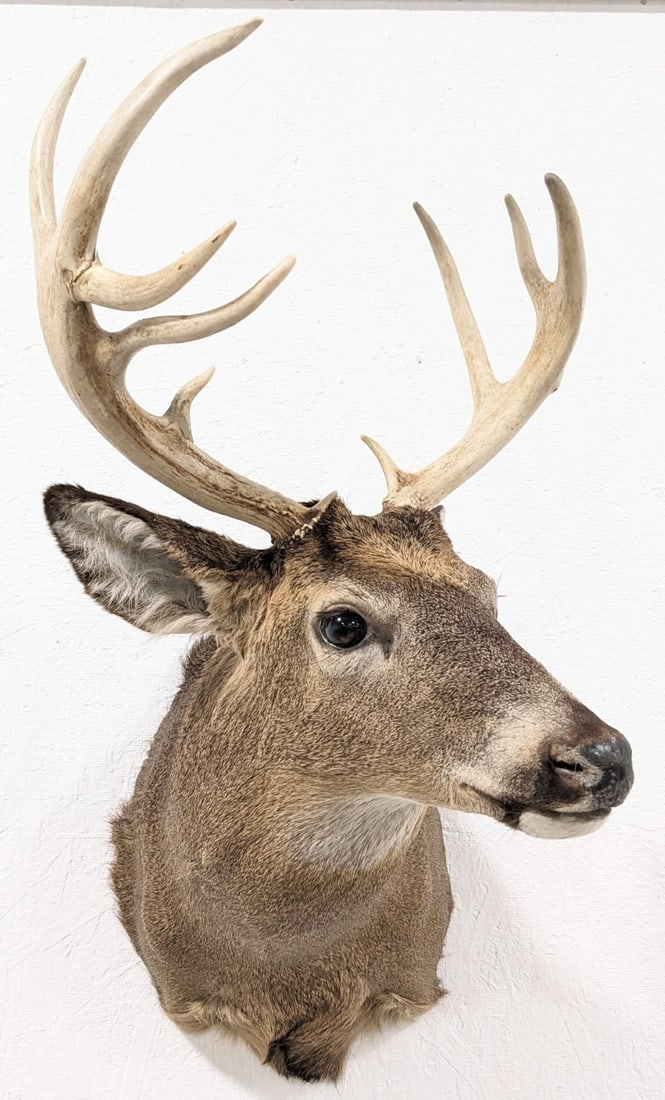 9-Point Whitetail Deer Shoulder Mount Taxidermy