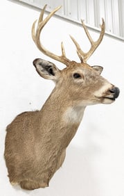 8-Point Whitetail Deer Shoulder Mount Taxidermy