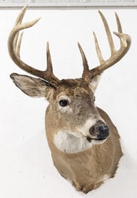 12-Point Whitetail Deer Shoulder Mount Taxidermy