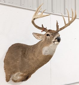 Huge 14-Point Trophy Class Whitetail Deer Shoulder Mount Taxidermy