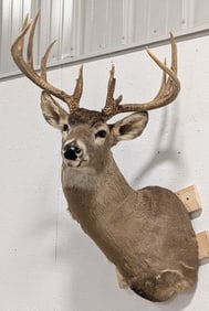 13-Point Whitetail Deer Shoulder Mount Taxidermy