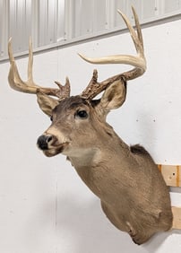 10-Point Whitetail Deer Shoulder Mount Taxidermy