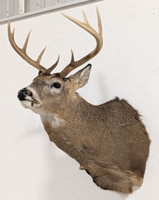10-Point Whitetail Deer Shoulder Mount Taxidermy