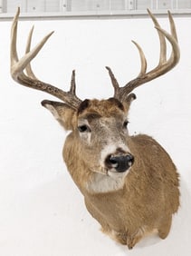 10-Point Whitetail Deer Shoulder Mount Taxidermy