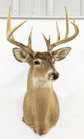 Large 12-Point Whitetail Deer Shoulder Mount Taxidermy