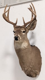 10-Point Whitetail Deer Shoulder Mount Taxidermy