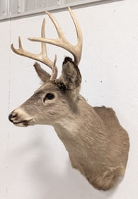 8-Point Whitetail Deer Shoulder Mount Taxidermy
