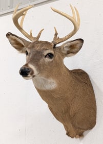 9-Point Whitetail Deer Shoulder Mount Taxidermy