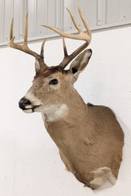 8-Point Whitetail Deer Shoulder Mount Taxidermy