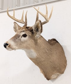8-Point Whitetail Deer Shoulder Mount Taxidermy