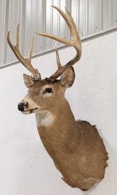 10-Point Whitetail Deer Shoulder Mount Taxidermy