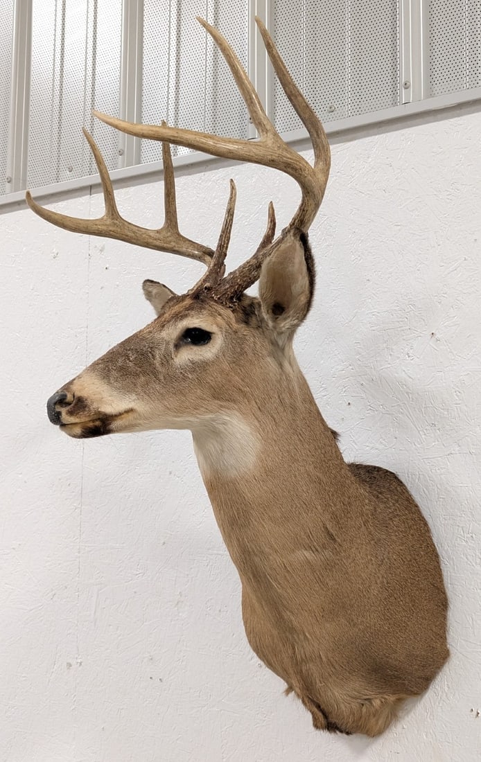 8-Point Whitetail Deer Shoulder Mount Taxidermy: Mount is in nice condition with the original metal tag, and light general wear from display. Overall measures 19in wide x 41in tall x 23in deep. Ref #: 142