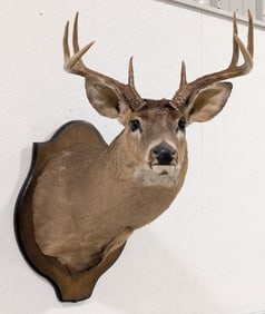 8-Point Whitetail Deer Shoulder Mount Taxidermy on Plaque