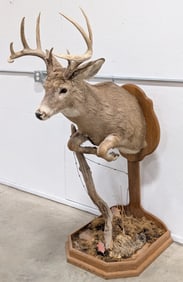10-Point Whitetail Deer Half Mount Taxidermy on Base