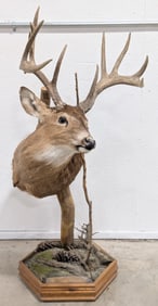 12-Point Whitetail Deer Shoulder Mount Taxidermy on Base