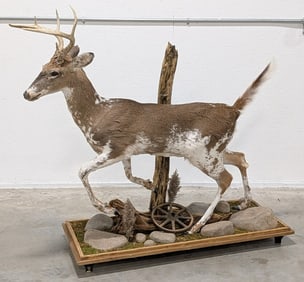 Gorgeous Jumping Piebald Whitetail Deer Full Body Taxidermy Mount on Habitat Base