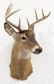 8-Point Whitetail Deer Shoulder Mount Taxidermy