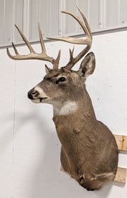 11-Point Whitetail Deer Shoulder Mount Taxidermy