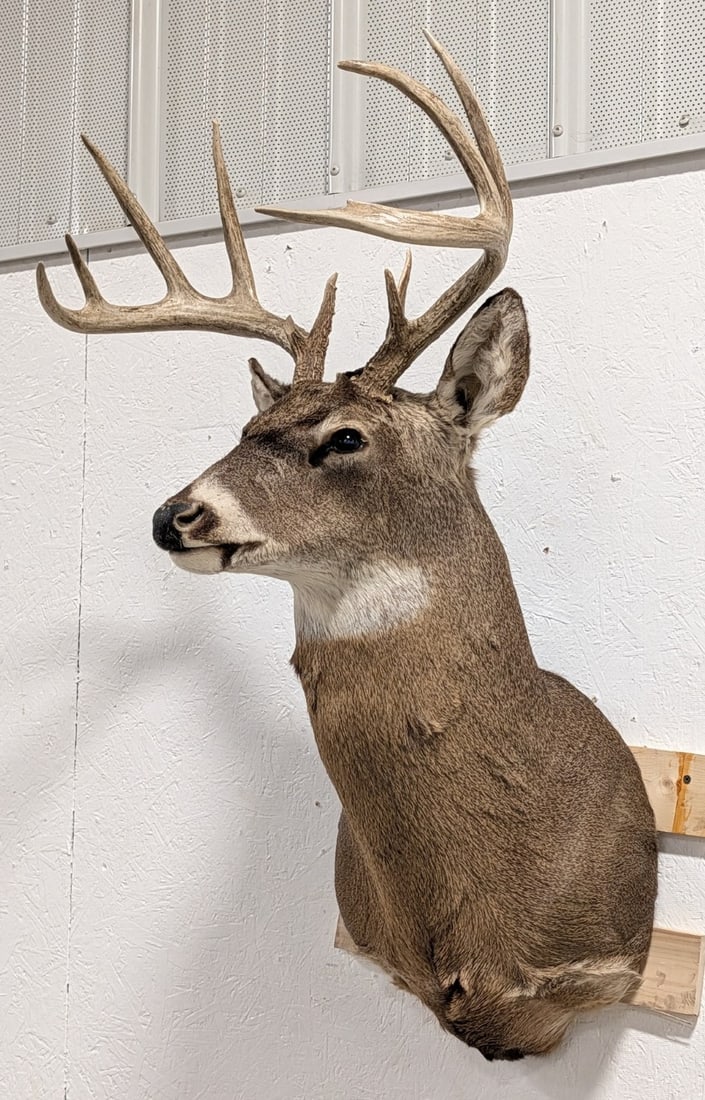11-Point Whitetail Deer Shoulder Mount Taxidermy: Mount is in very nice condition with light wear from display and age. Overall measures 21in wide x 41in tall x 24in deep.? Ref #: 277