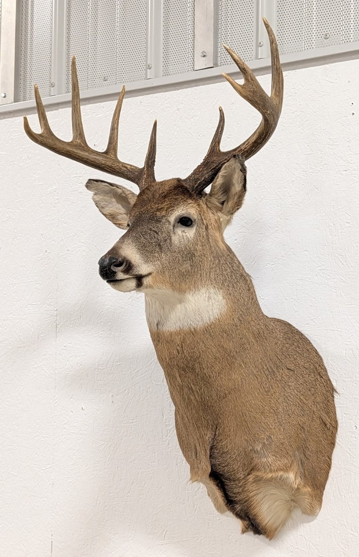 10-Point Whitetail Deer Shoulder Mount Taxidermy: Mount is in very nice condition with light wear from display. Overall measures 21in wide x 41in tall x 22in deep. Ref #: 287
