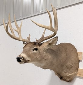 14-Point Whitetail Deer Shoulder Mount Taxidermy