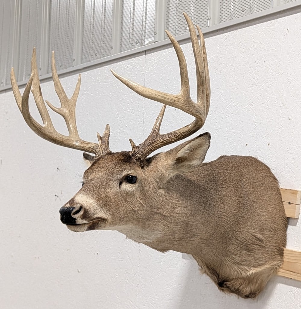 14-Point Whitetail Deer Shoulder Mount Taxidermy: Mount is in very nice condition with minimal wear from display. Overall measures 24in wide x 32in tall x 33in deep.? Ref #: 275