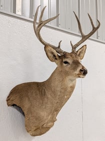 8-Point Whitetail Deer Shoulder Mount Taxidermy