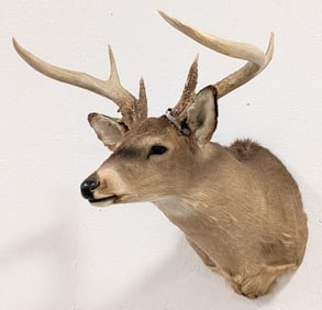 Non-Typical Whitetail Deer Shoulder Mount Taxidermy