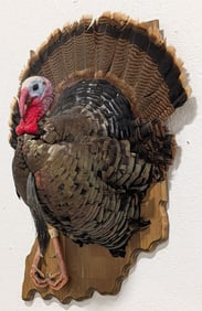 Tom Turkey Half Body Taxidermy Mount on Indiana Plaque