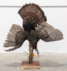 Big Tom Turkey Hanging Harvest Full Body Taxidermy Mount