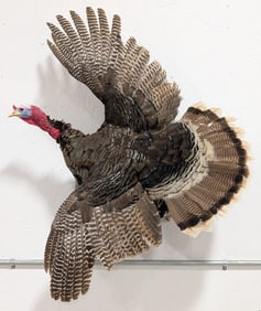 Flying Tom Turkey Full Body Taxidermy Wall Mount
