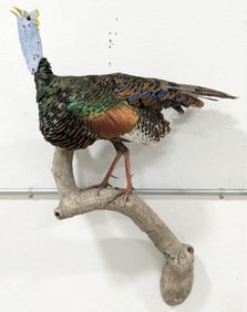 Ocellated Turkey Full Body Taxidermy Wall Mount