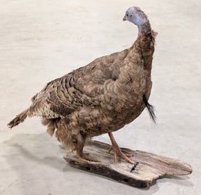 Strutting Turkey Full Body Taxidermy Mount