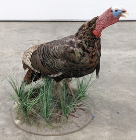 Full Body American Tom Turkey Taxidermy Mount on Base