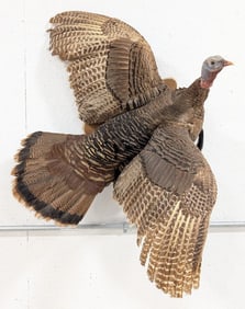 Flying Tom Turkey Full Body Taxidermy Wall Mount