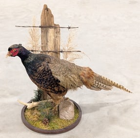 Melanistic Pheasant Full Body Taxidermy w/ Habitat Base