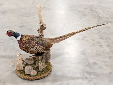 Walking Ring Neck Pheasant Full Body Taxidermy w/ Habitat Base
