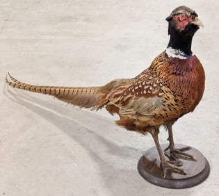 Standing Ring Necked Pheasant Full Body Taxidermy