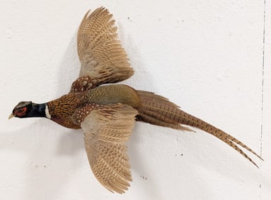 Flying Ring Neck Pheasant Full Body Taxidermy Wall Mount