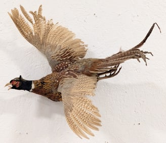 Ring Necked Pheasant Full Body Taxidermy Wall Mount