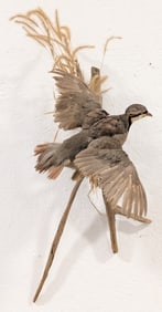 Flying Chucar Partridge Full Body Taxidermy Mount on Driftwood