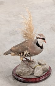 Idaho Chukar Full Body Taxidermy Mount w/ Habitat Base