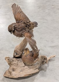 Pair of Bobwhite Quail Full Body Taxidermy on Driftwood