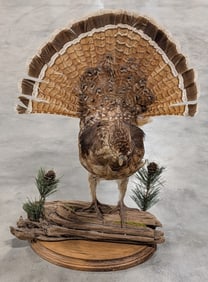 Fanned Ruffed Grouse Full Body Taxidermy on Driftwood Plaque