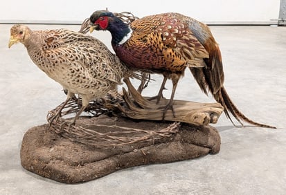 Male & Female Ring Neck Pheasant Full Body Taxidermy Mounts on Base