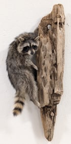 Full Body Racoon Taxidermy Mount on Driftwood