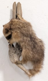Vtg Full Body Racoon Taxidermy Mount on Driftwood