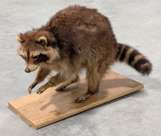 Large Racoon Full Body Taxidermy Mount